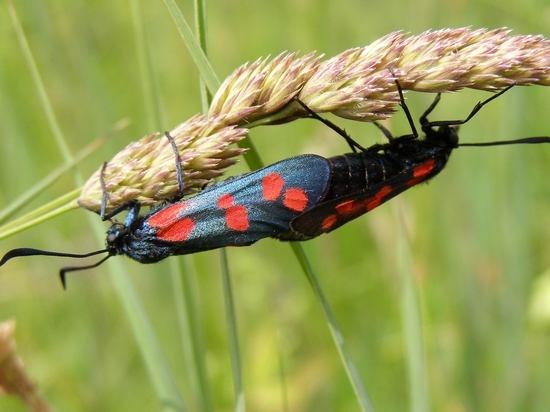 Dysgonia algira (Noctuidae)